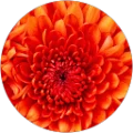 Alana Grace Avatar